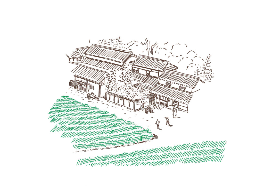 イ草　イラスト